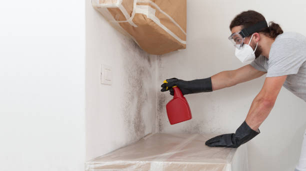 Professional Basement Mold Remediation technician working in Brooklyn, NY